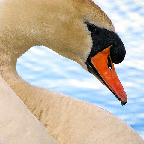 Cygnus olor (Richmond Park, London)