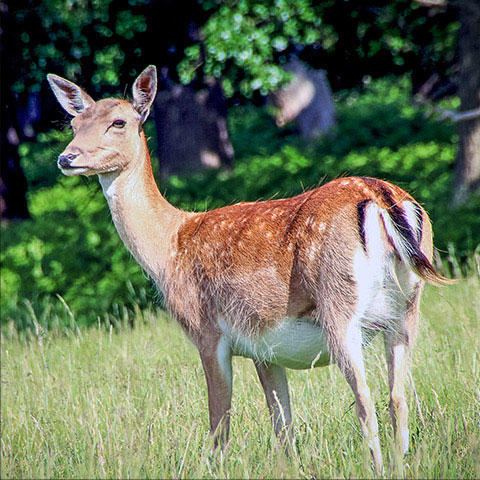 Fallow deer (Richmond Park, London England)